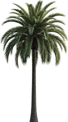 Obraz premium Tall palm tree with lush green fronds isolated on transparent background