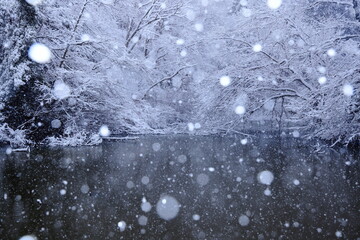 雪の都立小山内裏公園水没林
