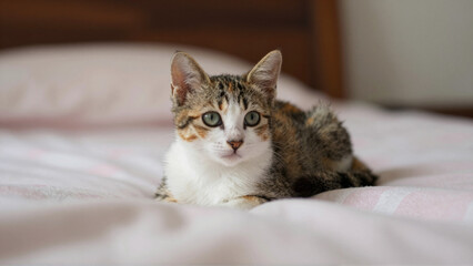 Fototapeta premium A charming young calico cat with beautiful fur patterns, featuring white, brown, and orange, resting peacefully on a soft pink striped bedspread