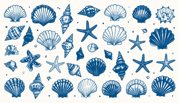 Collection of various blue ocean shells and starfish arranged together illustrating marine life from different viewpoints