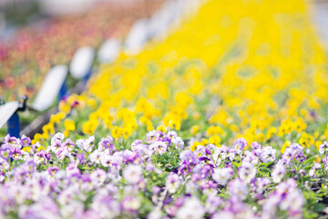 Obraz premium Vibrant Pansies in Full Bloom in Early Spring