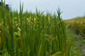 Fototapeta premium Side view of yellow rice stalks in the field with bokeh background.