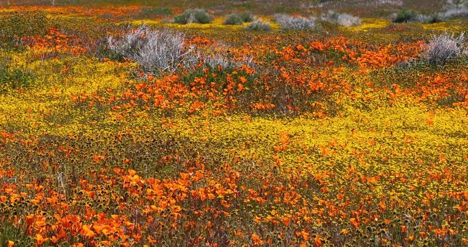 Vibrant orange and yellow wildflowers blooming in a vast meadow during a california super bloom