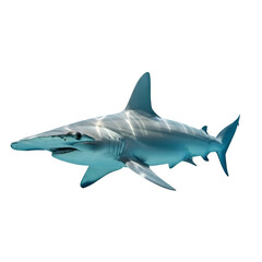 Obraz premium Hammerhead Shark Swimming Underwater Isolated , Isolated on Transparent Background 
