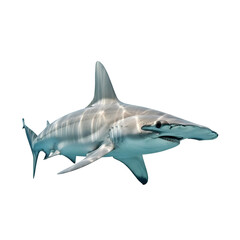 Obraz premium Hammerhead Shark Swimming Underwater with Light Rays , Isolated on Transparent Background 