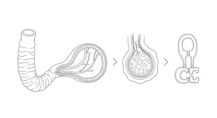 Fototapeta premium Digestive System Anatomy: Intestine, Villus, and Absorption Process