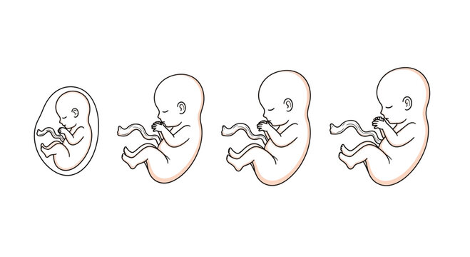 Fetal Development Stages: Embryo to Fetus Growth in Womb, Medical Illustration