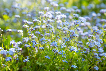 Fototapeta premium Soft blue spring flowers grass field natural wallpaper