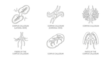 Fototapeta premium Corpus Callosum Anatomy Diagrams: Lateral, Coronal, and Sagittal Views