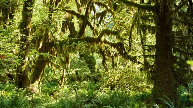 Moss covered trees in the Hoh Rainforest in Olympic National Park, Washington.