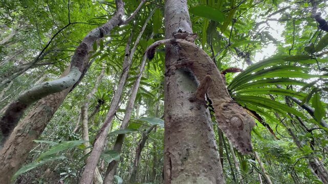 Giant leaf-tail gecko (Uroplatus giganteus) on a tree, Madagascar.