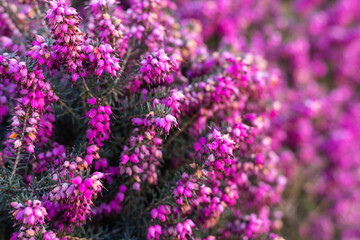 Obraz premium Purple spring flowers. Purple Flower Background. Purple heather field