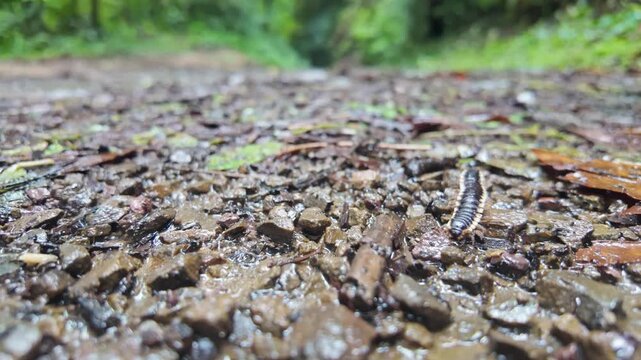 Close-up of a millipede crawling through wet leaf litter on a tropical forest floor in Monteverde, Costa Rica, showcasing the biodiversity of this humid cloud forest environment.