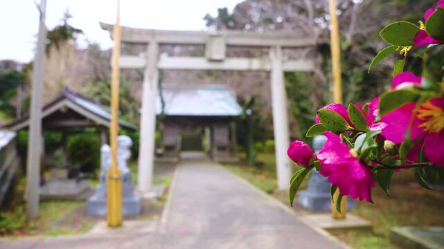 Torii Gate of Yurahime Shrine and Winter Camellia Flowers, Oki Islands Japan