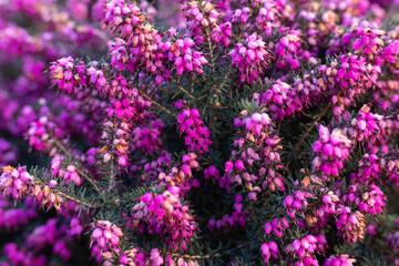 Decorative pink spring flowers garden background