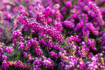 Fototapeta premium Purple spring flowers. Purple Flower Background. Purple heather field