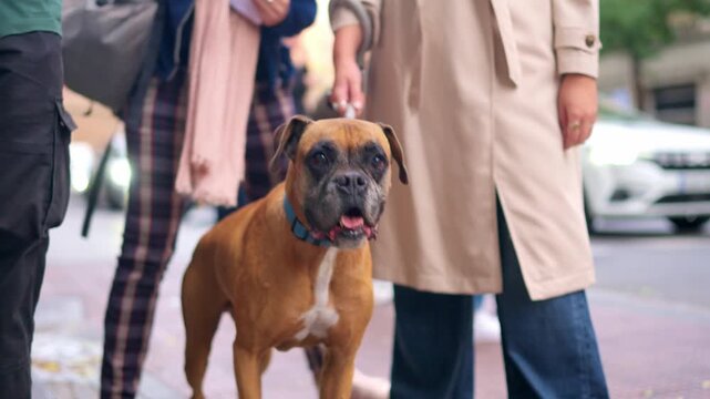 Scared brown boxer dog looking around nervously