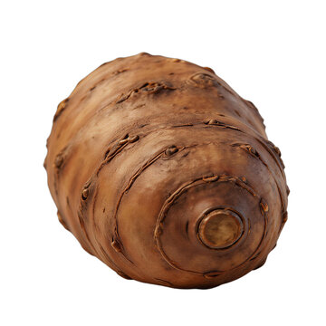 Close-up of a single raw elephant ear tuber
