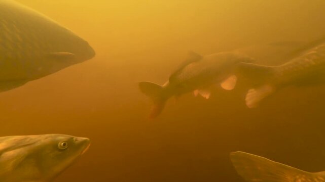 Carp shoal underwater close-ups as they swim past camera