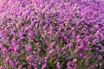 Natural spring texture with blooming pink flowers