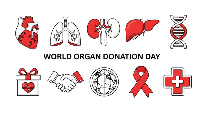 Illustration for World Organ Donation Day featuring organs and symbols
