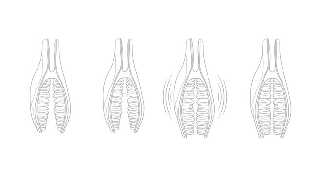 Anatomical illustration of a plant stamen opening and closing, showing pollen release mechanism