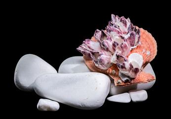 Orange Scallop Shell with Purple Barnacles on White Zen Stones © multipedia