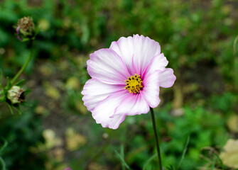 Pink Cosmos Flower Close-Up In Garden With Yellow Center Against Soft Green Background