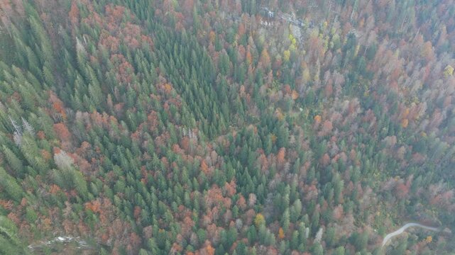 Drone view of an apline forest 