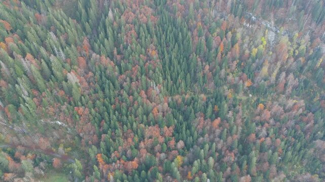 Drone view of an apline forest 