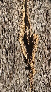 Disciplined trail of small insects walking in a row on a wooden trunk in a natural forest environment.