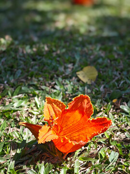African tulip flower on the ground