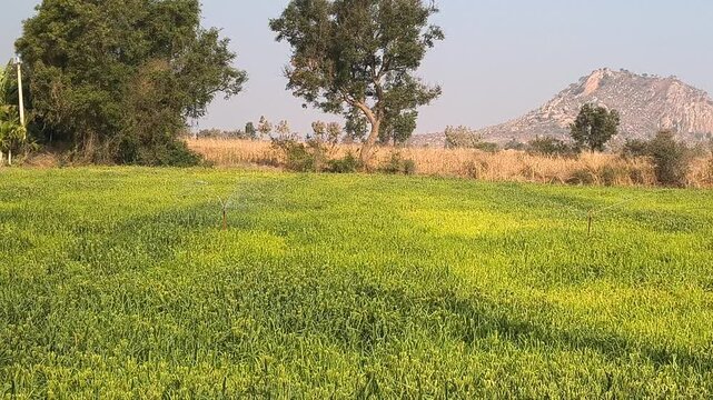 Automated water sprinkler system irrigating a lush green finger millet field during a sunny day.