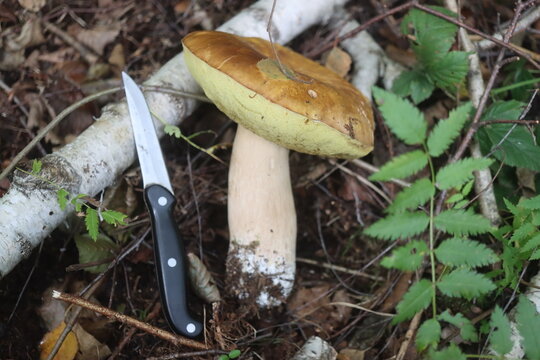 grzyb jadalny borowik szlachetny Boletus edulis prawdziwek