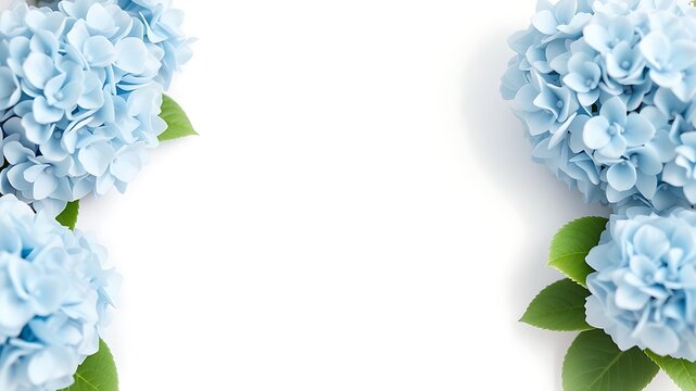 Light blue hydrangea blossoms with green leaves flowers floral