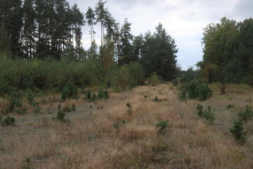 śródleśna polana Wola Ręczajska © Perovskia