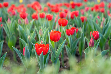 Fototapeta premium Red tulip flowers in blooming with green leaf, close-up at the flower's lobe. Nature background scene.