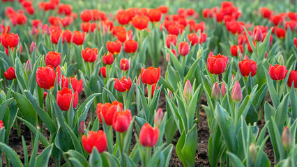 Obraz premium Red tulip flowers in blooming with green leaf, close-up at the flower's lobe. Nature background scene.