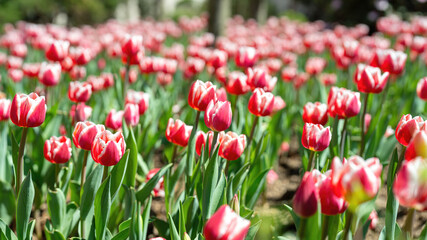 Colorful pink tulip flowers in blooming with green leaf, close-up at the flower's lobe. Nature background scene.