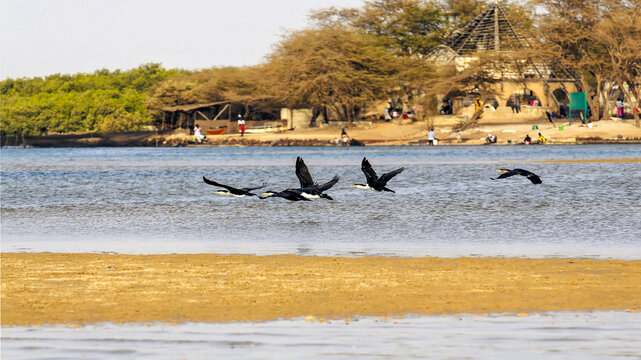 Vol de cormorans dans la lagune de La Somone au S&eacute;n&eacute;gal