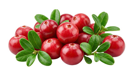 Fresh red cranberries surrounded by green leaves on a white background high-key lighting with cutout object