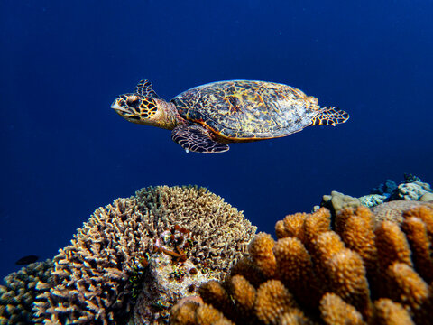 Une tortue de mer &eacute;volue en pleine eau devant des coraux dans l' oc&eacute;an indien