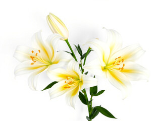 Fototapeta premium bouquet of white flowers