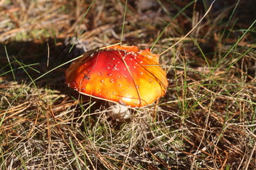 niebezpieczny grzyb muchomor czerwony Amanita muscaria © Perovskia