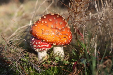 niebezpieczny grzyb muchomor czerwony Amanita muscaria © Perovskia