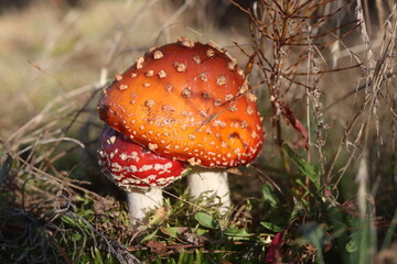 niebezpieczny grzyb muchomor czerwony Amanita muscaria © Perovskia