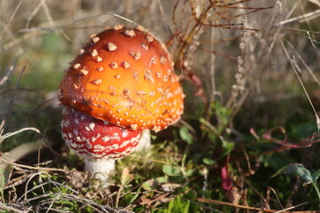 niebezpieczny grzyb muchomor czerwony Amanita muscaria © Perovskia