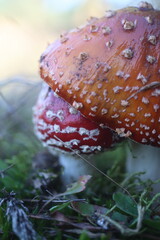 niebezpieczny grzyb muchomor czerwony Amanita muscaria © Perovskia