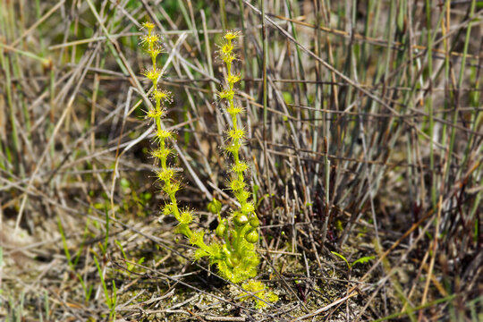 Fan-Leaved Sundew (Drosera platypoda) with sticky greenish-yellow leaves in Southwest Western Australia