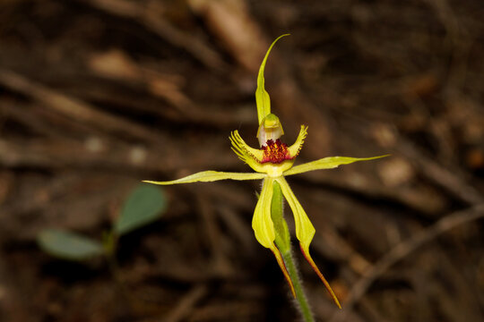 Arrowsmith Spider Orchid (Caladenia crebra) flower, Southwest Western Australia